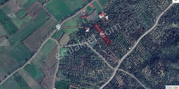 Havran Büyükderede Satılık 2.499 M2 Zeytinlik