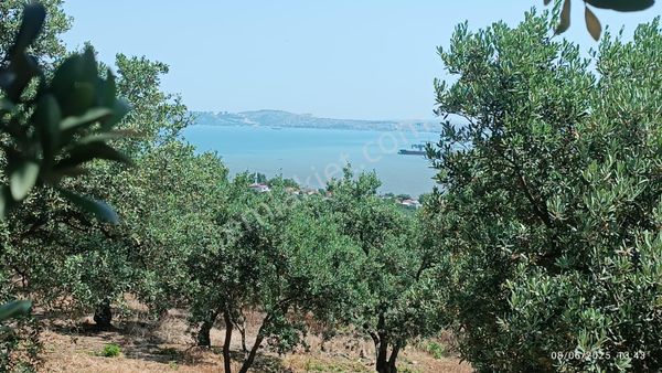 Balıkesir Erdek Hamamlı Mah. 5927 M2 Satılık Zeytinlik Deniz Manzaralı