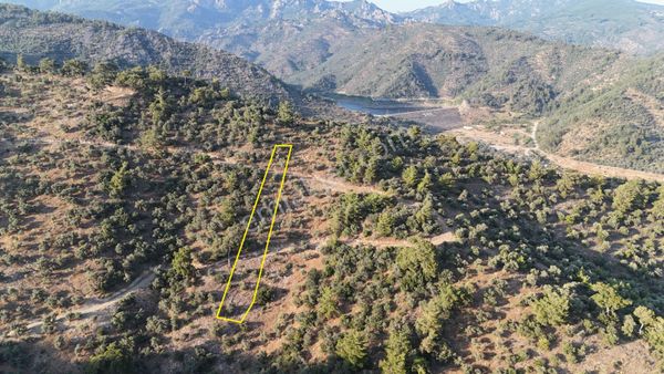 Doğadan Milas Derince Baraja Yakın Yolu Olan Zeytinlik