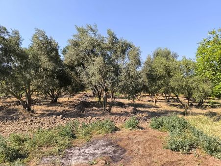 Manisa Saruhanlı Adiloba Köye 700metre Mesafede 3015 M2 Zeytinlik 1730.000tl