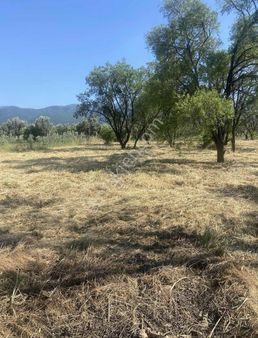 Kemalpaşa Ören Şerbetci Sokak 3111m2 Tek Tapu Bahçe !