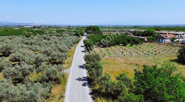 Kemalpaşa Ören 'de Asfalt Yol Cepheli Çakılı Satılık Zeytinlik