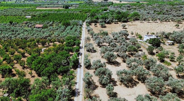 Kemalpaşa Armutlu Asfalt Yol Cepheli 3610m2 Tek Tapu Bahçe !!