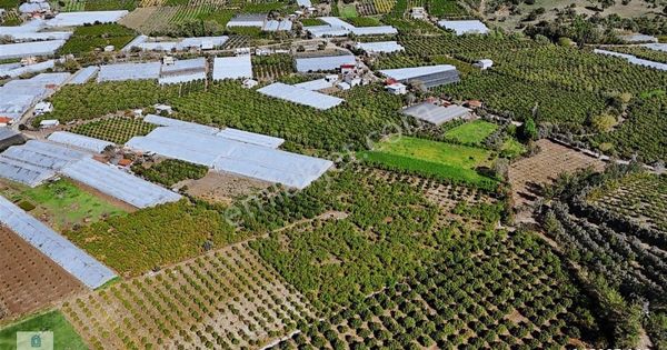 07 Truva Emlak'tan Kumluca Adresan Da Satılık Portakal Bahçesi
