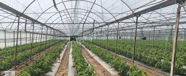 07 Truva Emlak'tan Kumluca'da Satılık Sera