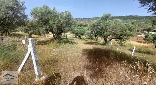 Has Cetınlerden Izmır Torbalı Yazıbasında 375m2 Zeytınlık