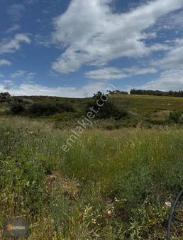Çepiklerden Ayvalık Sarımsaklı Badavutta Müstakil Tapulu Arsa