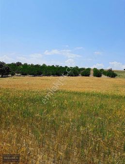 Ceviz Bahçesi. 29000 Metrekare İçinde 300 Adet Ağaç Satılıktır.