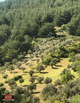 Dam Yapmaya Hayvan Beslemeye Müsait Binek Araçla Ulasilan,