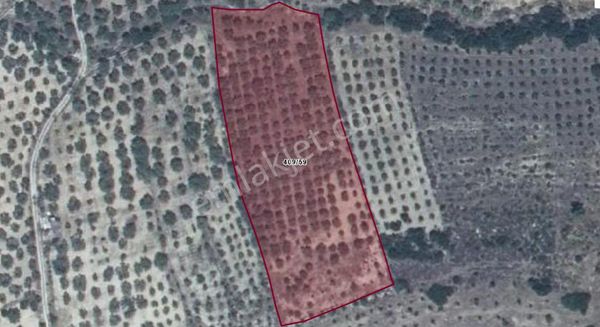 Aydın Bozdoğan Yazıkent Mahallesinde Satılık Zeytinlik