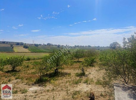 Era Port Güvencesiyle Büyükbostancı'da Satılık Cevizlik Tarla