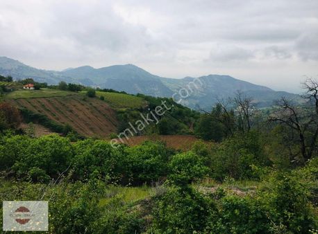 Alaşehir Kozluca Köyünde Satılık Keztanelik