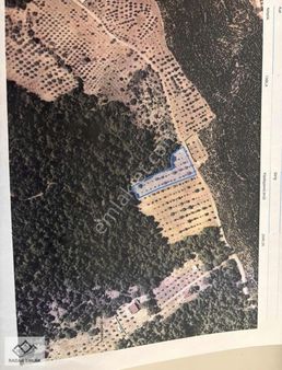 Buca Karacaağaçta 2640 M2 Zeytinlik Satılık