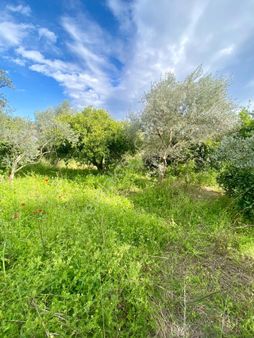 Sultanhisar Da Satılık Meyve Bahçesi