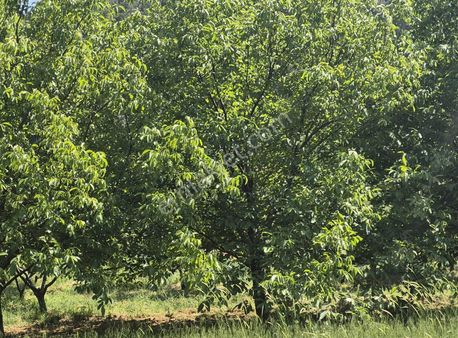 Harika Bir Manzara Yetişmiş Meyve Ağaçları 1600 M2 İmarlı Arsa