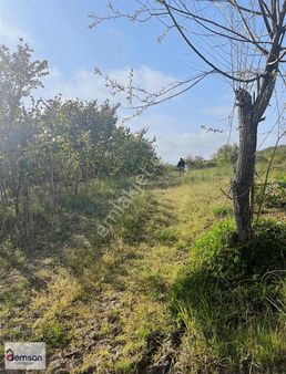 Fındık Dikili Kupon Arsa