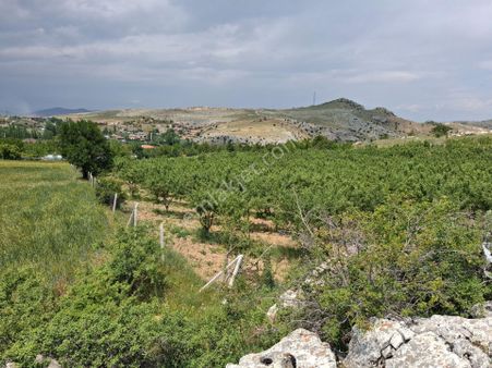 Osman Gülcan'dan Çubuk Kapaklı'da Hazır Kurulu Meyve Bahçesi