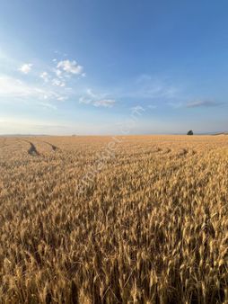 Çorum Merkez Sarimbey Köyünde Satılık 65 Dönüm Sulu Tarla Ana Yola Yakın