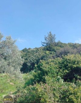 İzmir Selcuk İcadiye Villa Bölgesi Satılık Zeytinlik