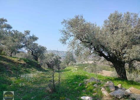 İzmir Selçuk Merkeze Yakın Satılık Zeytinlik