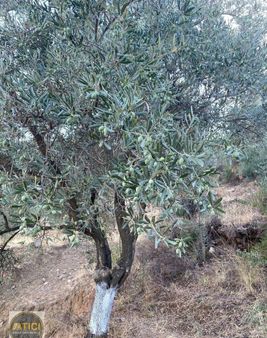 İzmir Tire Halkapınar Mevkii Acil Satılık Zeytinlik