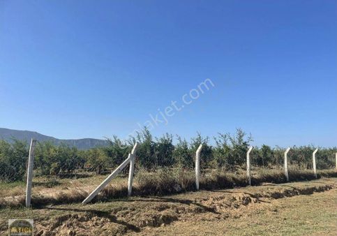 Atıcı Group’tan Satılık İncir Bahçesi