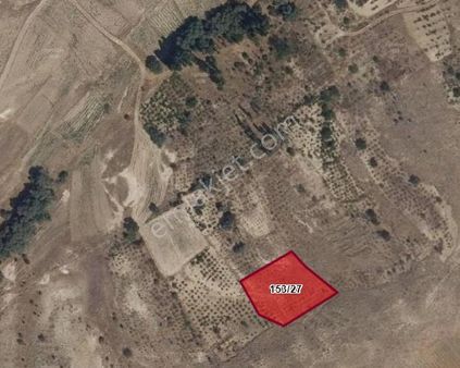 Güzelyurt Ta Satılık Tarla Ve Bag