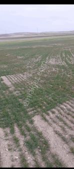 Sivrihisarda Satılık 9 Dönüm Tarla