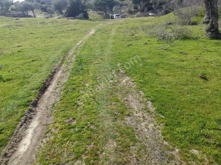 Aydın Söke Karakayada 187 Dönüm Satılık Zeytinlik