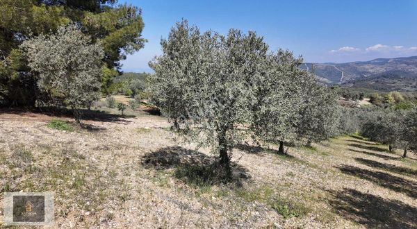 Seğirdim Mahallesi'nde Tek Tapu 8.494 M² Zeytinlik 250 Ağaç