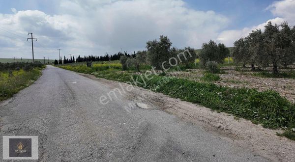 Akhisar Kayalıoğlu'nda Ana Yola Cepheli Verimli Zeytinlik