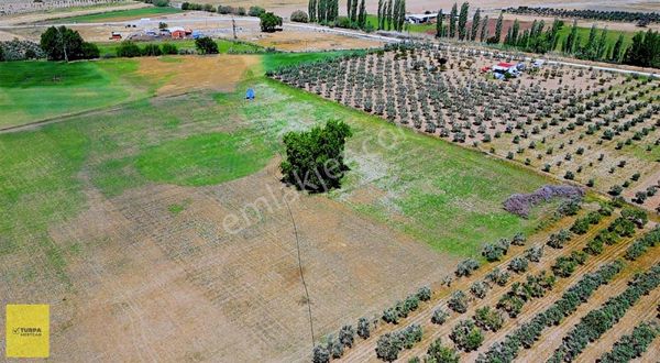 Dikili Bahçeliköyde 85 Dönüm Satılık Arazi