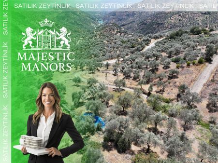 Çobanlarda Satılık 1337m2 Zeytinlik