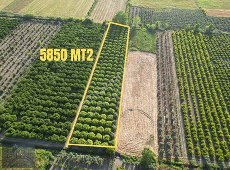 Karadayıda Satılık Narenciye Tarlası 5800 Mt2