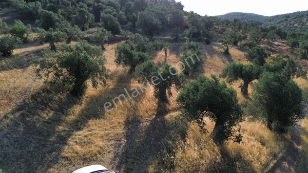 Bergama Tekkedere Mahallesinde Satılık Müstakil Zeytinlik