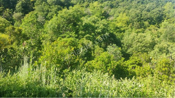 Bursa Gemlik Küçükkumlada Harika Konumda Tarla