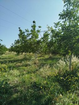 Konumu Yeri Güzel Cevizlik