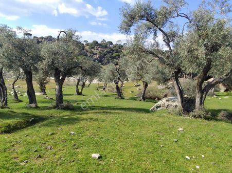 Aydın Söke Karakayada 36 Dönüm Satılık Zeytinlik