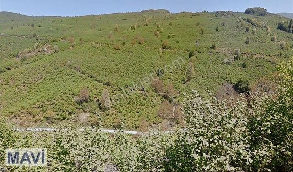 Remax Tuncay Şen'den 4.630 M² Satılık Verimli Fındıklık Arazi.