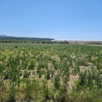 Serik Sarıabalıda Su Kanalı Yanında 12.700 M2 Tarla