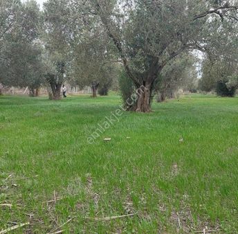 Dostlar Yapı Gayrimenkulden Dereköy Satılık Zeytinlik