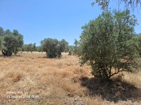 Muğla Kafaca,da Zeytinlik