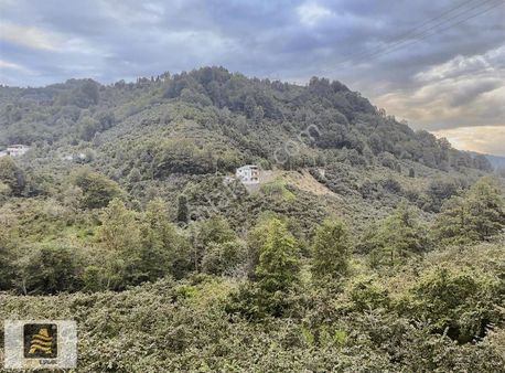 Altın Emlak Vakfıkebirde Satılık 4 Dönüm Arazi