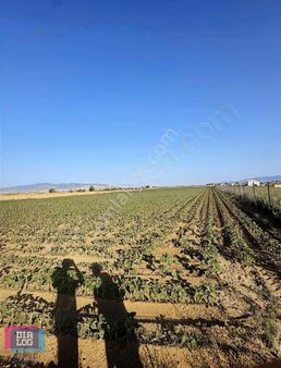 Seyrekte Merkeze Ve Üniversiteye Yakın Fırsat Arazi