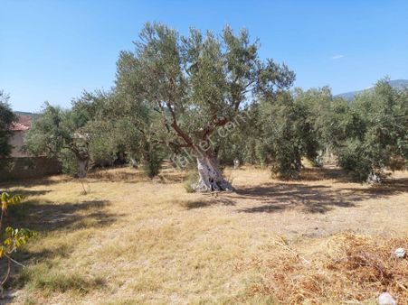 İzmir Torbalı Ayrancılar Merkeze 2 Km.uzaklıkta Zeytinlik 14 Dönüm Verimli Yerde Düz Arazi Tek Tapu