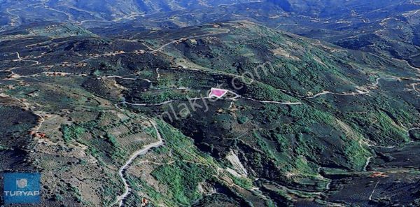 Ordu Ulubey Satılık Fındık Bahçesi. Yatırımlık Fırsat.