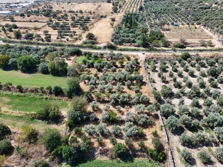 Aydın Kuyucak Karapınar'da 3.178 M² Meyve Bahçesi