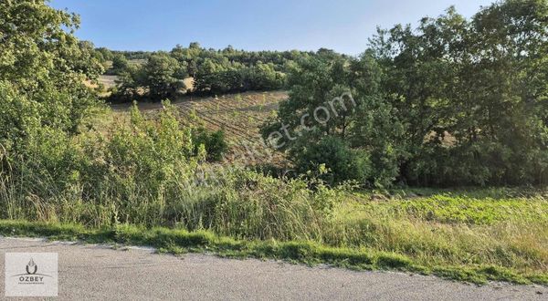 Gölpazarı Kavak'ta Ana Yol Kenarı Ceviz Ve Meyve Bahçesi