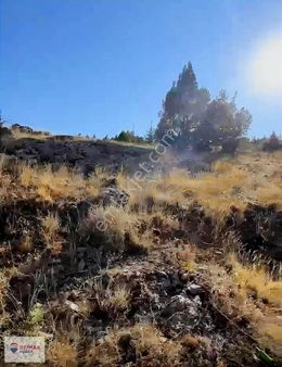 Sorgunda Yolu Suyu Elektriği Olan Tarla