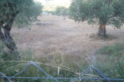 İzmir Torbalı Gold Emlaktan Satılık Yıymetli Yerde Tarla Ve Zeytinlik